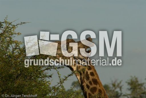Giraffe (87 von 94).jpg